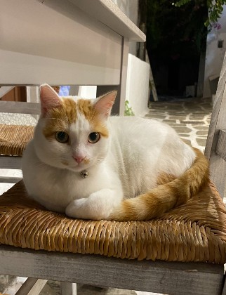 white and orange cat sitting on a chair in paros greece