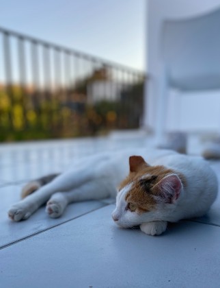 white and orange cat sleeping in greece