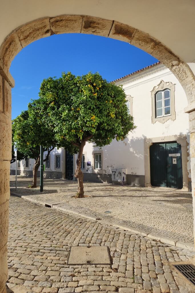 a view of the orange trees  on a square through a gate in faro portugal 