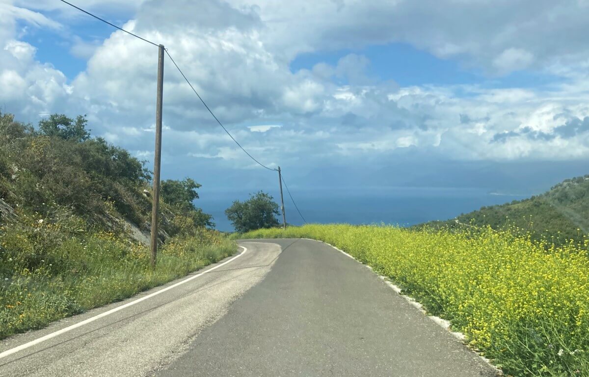 mountain road lined with yellow flowers and sea in the distance while driving in corfu