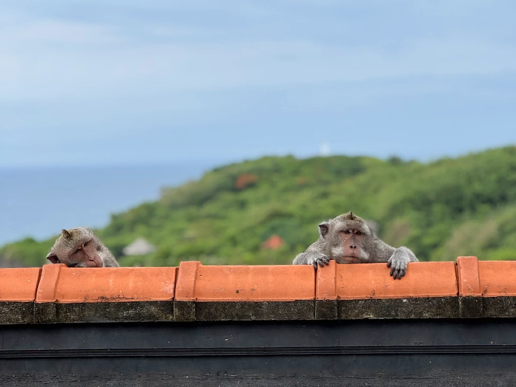 scratched by a monkey in bali uluwatu temple