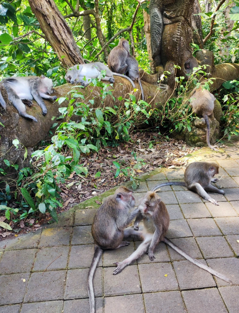 monkeys in ubud monkey forest in bali chlling on the side of the road