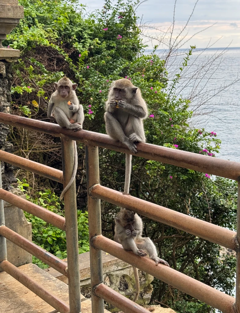 3 monkeys eating and sitting on a railing along the path in uluwatu temple bali